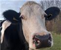 Veranstaltungsbild Ein Besuch auf dem Bauernhof der Familie Lehmhus